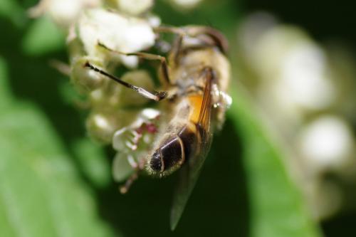 Réf. 260 660 : Eristalis sp.